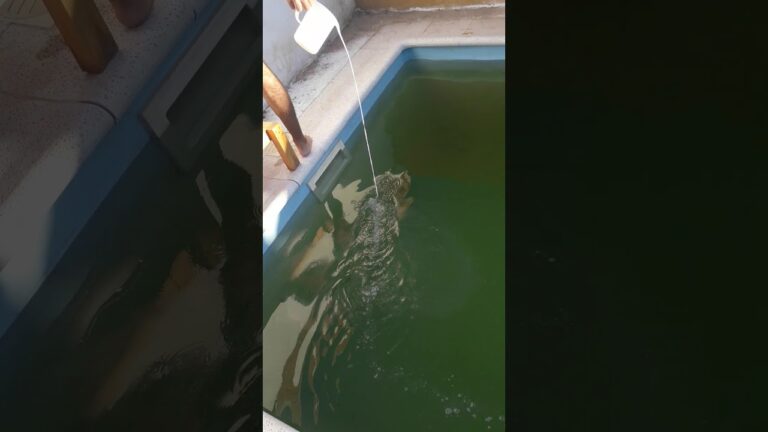Soluciones efectivas para piscinas claras