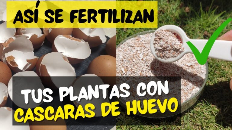 Mejora el secado de tus alfombras con estos consejos