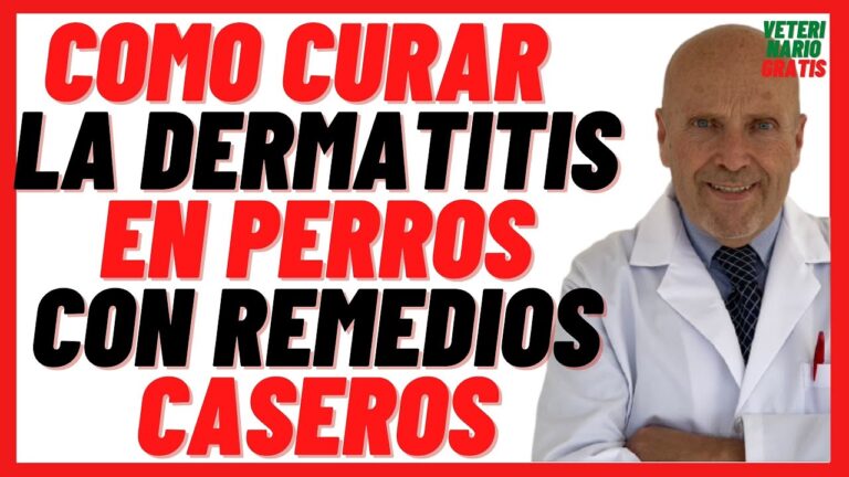 Productos naturales antialérgicos para limpiar alfombras