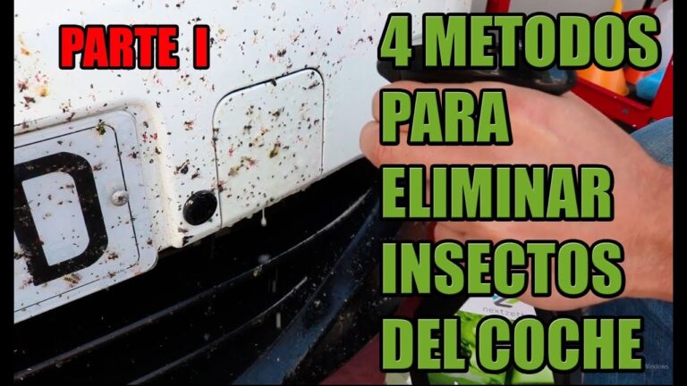 Gu&iacute;a de limpieza profunda para eliminar plagas